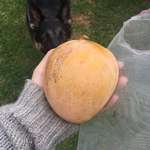 image for First mango from a tree that was grown from seed!!!