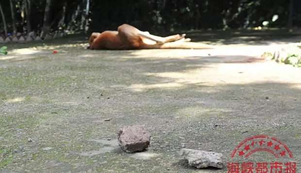 image for Chinese tourists kill kangaroo, hurling bricks to make it hop