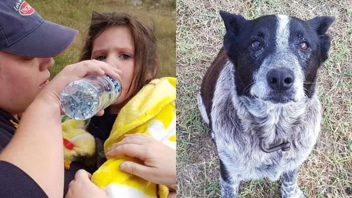 image for Loyal blue heeler stays with three-year-old lost in bush overnight