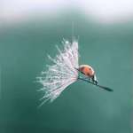 image for PsBattle: ladybug on a dandelion seed