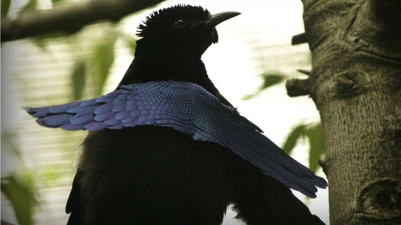 image for ‘Superblack’ bird of paradise feathers absorb 99.95% of light