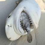 image for Porcupine fish kills shark while being eaten
