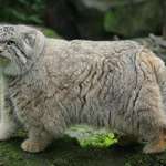 image for The manul (or Pallas' cat) of Central Asia has the longest and densest fur of all the cat species.