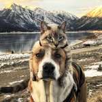 image for Henry and Baloo are inseparable outdoor adventure buddies.