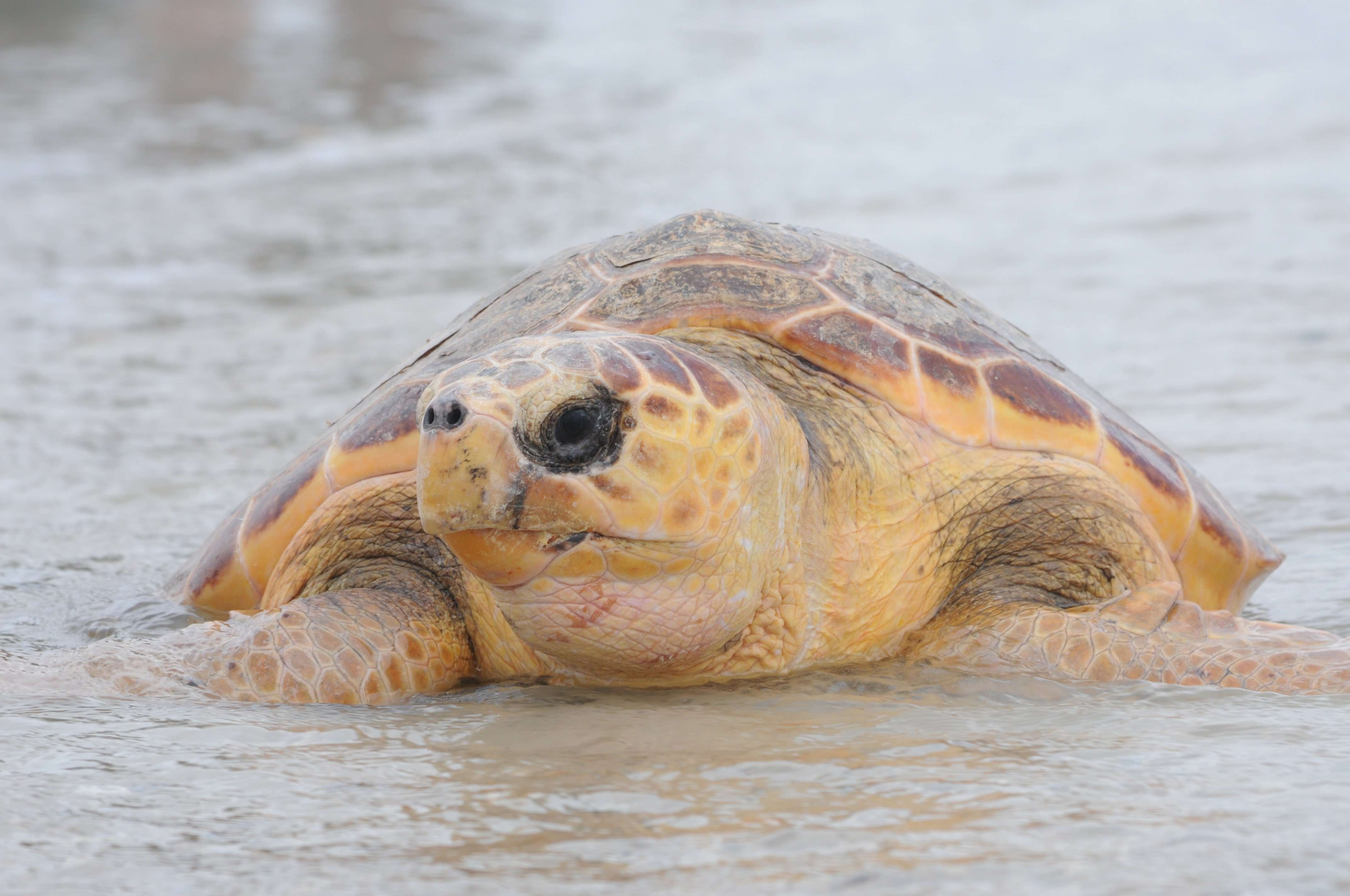 image for Sea Turtle Rescue: Turtles Head Home