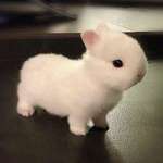 image for PsBattle: This Dwarf Rabbit