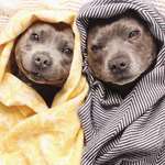image for PsBattle: These two dogs wrapped in blankets