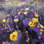 image for The unrivaled splendor of the desert: blossoming purple prickly pear cactus in the evening light. Big Bend National Park. @pingzer [oc][4690 × 7023]