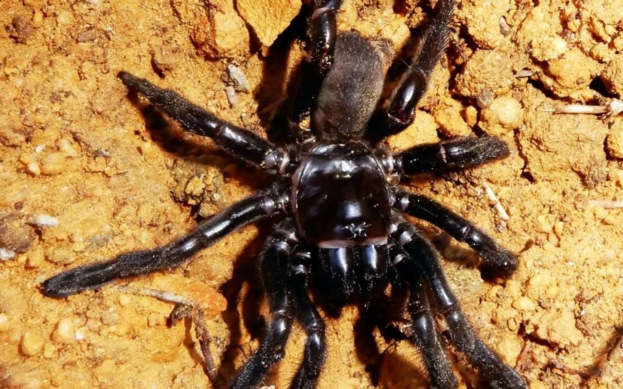 image for Farewell, No. 16: scientists left 'miserable' after world's oldest spider dies aged 43