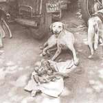 image for In 1996, a newborn baby girl was left in a garbage can near the city of Kolkata, India. Three friendly street dogs discovered and protected her for nearly two days, even attempting to feed the child before authorities were contacted and the young one was saved.