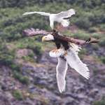 image for 🔥 Seagull attacking an eagle that has another seagull in its grasp.