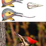 image for 🔥 A woodpecker's tongue is so long that it wraps around its skull to protect its brain from over 1000g of force when it's hammering away.