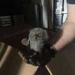 image for Found this superb little guy in our garage today!