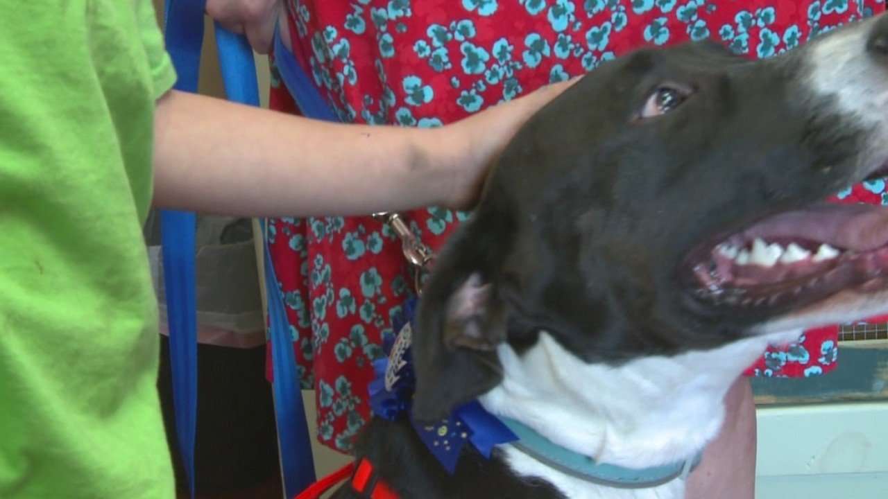 image for Adopted dog helps save family from fire, local animal shelter helps them rebuild