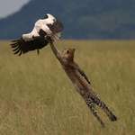image for PsBattle: Leopard leaping to snatch a stork out of the air