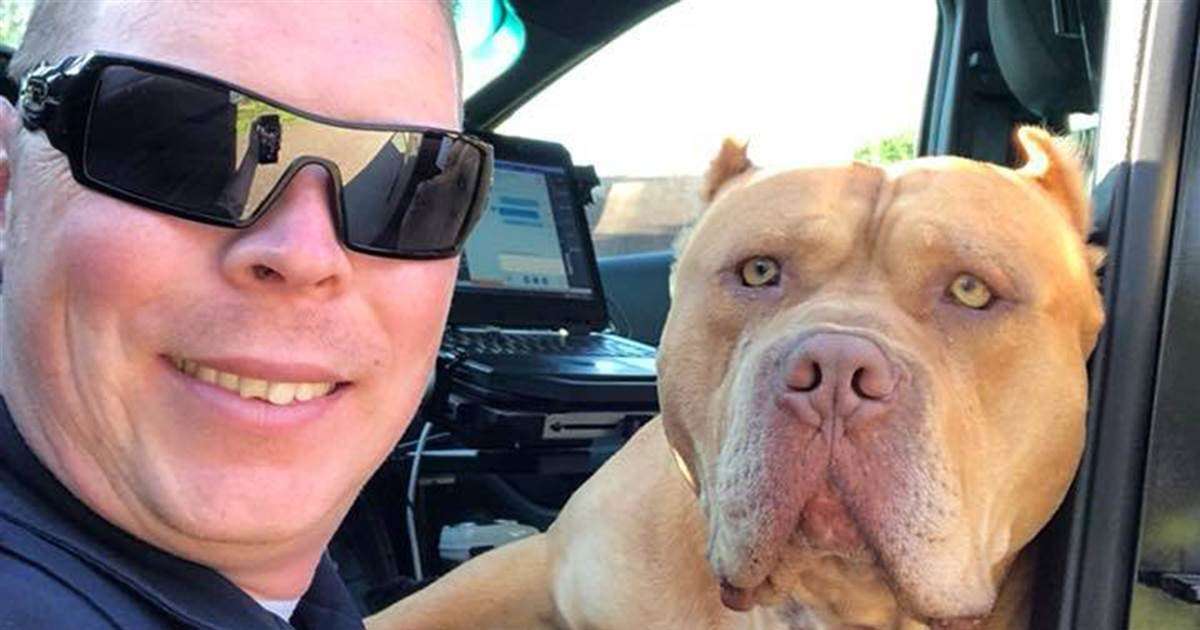 image for 'Vicious' dog call turns into friendship between pit bull and police officer