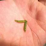 image for I found a tiny peapod in a bag of frozen peas.