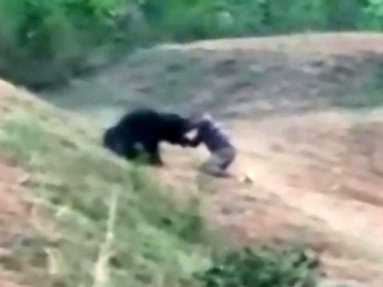 image for Man ‘trying to take selfie' with bear is mauled to death