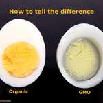 image for Because over cooking an egg = GMO.