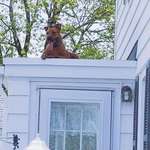 image for My dog casually hanging out on the roof after breaking through a second floor screen window.