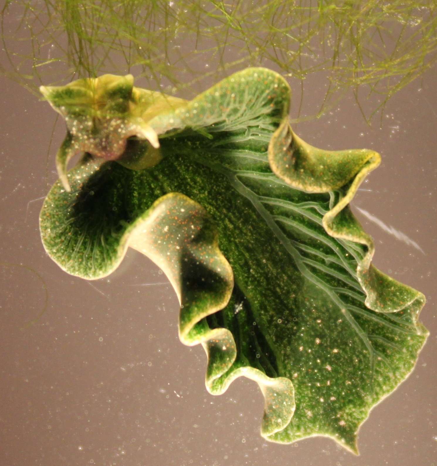 image for Solar Powered Sea Slugs Shed Light on Search for Perpetual Green Energy