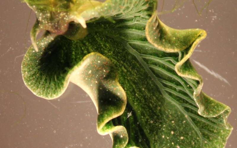 image for Solar Powered Sea Slugs Shed Light on Search for Perpetual Green Energy
