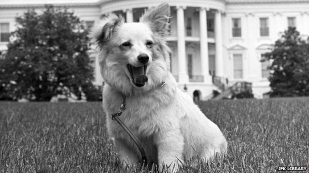 image for Pushinka: A Cold War puppy the Kennedys loved
