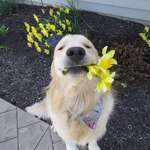 image for This is Oakley. He picked you some flowers. Hopes they’re your favorite color. If not, he can try again.