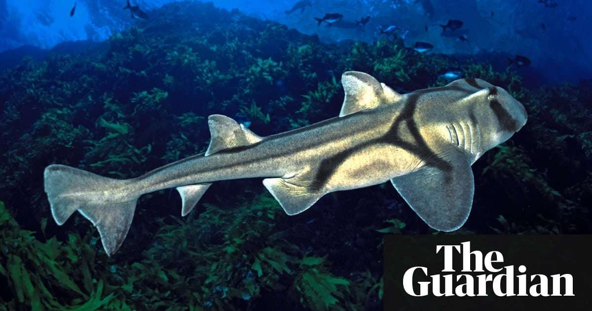 image for Sharks love jazz but are stumped by classical, say scientists