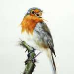 image for Singing Robin Bird, oils, 40x50cm
