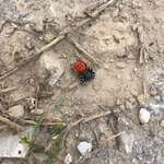 image for This red and black spider i saw