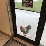 image for This rooster always tries to get into the post office