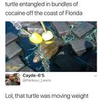 image for OG Turtle trapping out the Gulf
