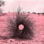 image for Perfect circle in a tumbleweed.