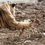 image for Size of tiger’s palm vs a baby deer