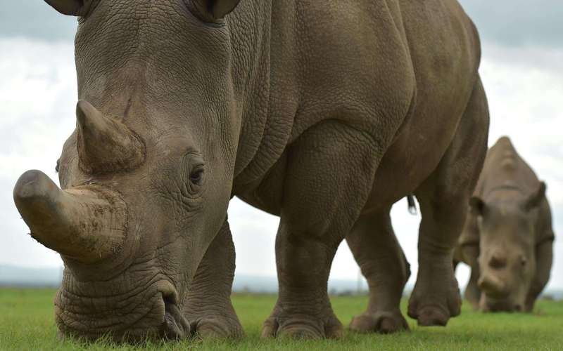 image for Wildlife poachers in Kenya 'to face death penalty'