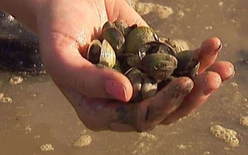 image for Acres of shellfish dead in north Auckland estuary