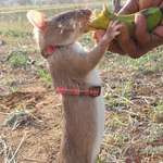 image for Trained African Giant Pouched Rats have found thousands of unexploded landmines and bombs. Researchers have also trained these rats to detect tuberculosis. And most recently they are training them to sniff out poached wildlife trophies being exported out of African ports.