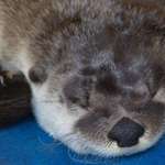 image for This otter has an upvote shaped nose.