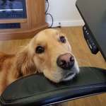 image for I work from home and my golden comes in my office everyday around noon to remind me that its time for a lunch break.