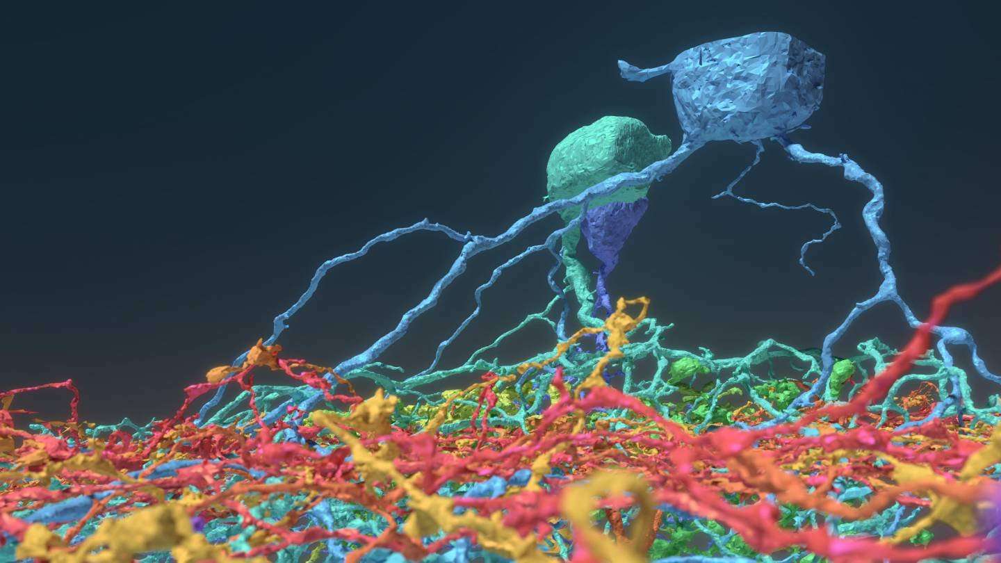 image for Princeton researchers crowdsource brain mapping with gamers, discover six new neuron types