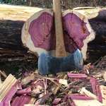 image for Purple wood