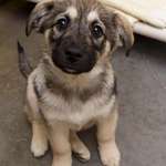 image for Norwegian Elkhound Pupper