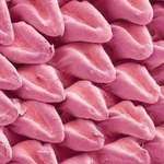 image for A cat’s tongue under a microscope looks like it’s made of other little tongues