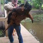 image for Giant alligator snapping turtle