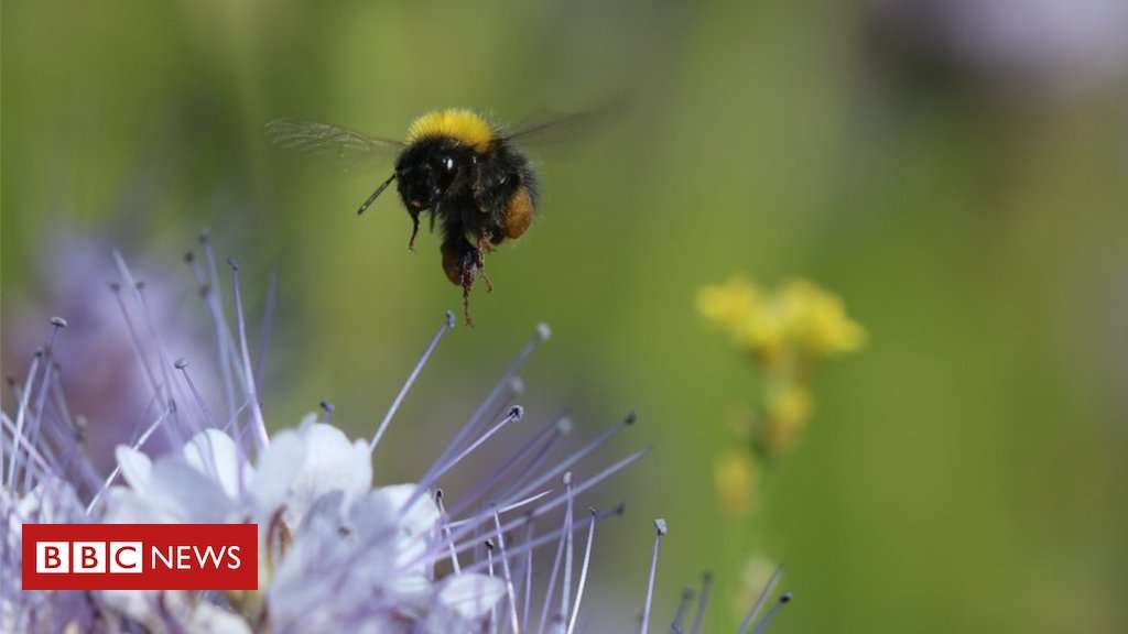 image for Suffolk pig farm hopes flowers will feed bumblebees