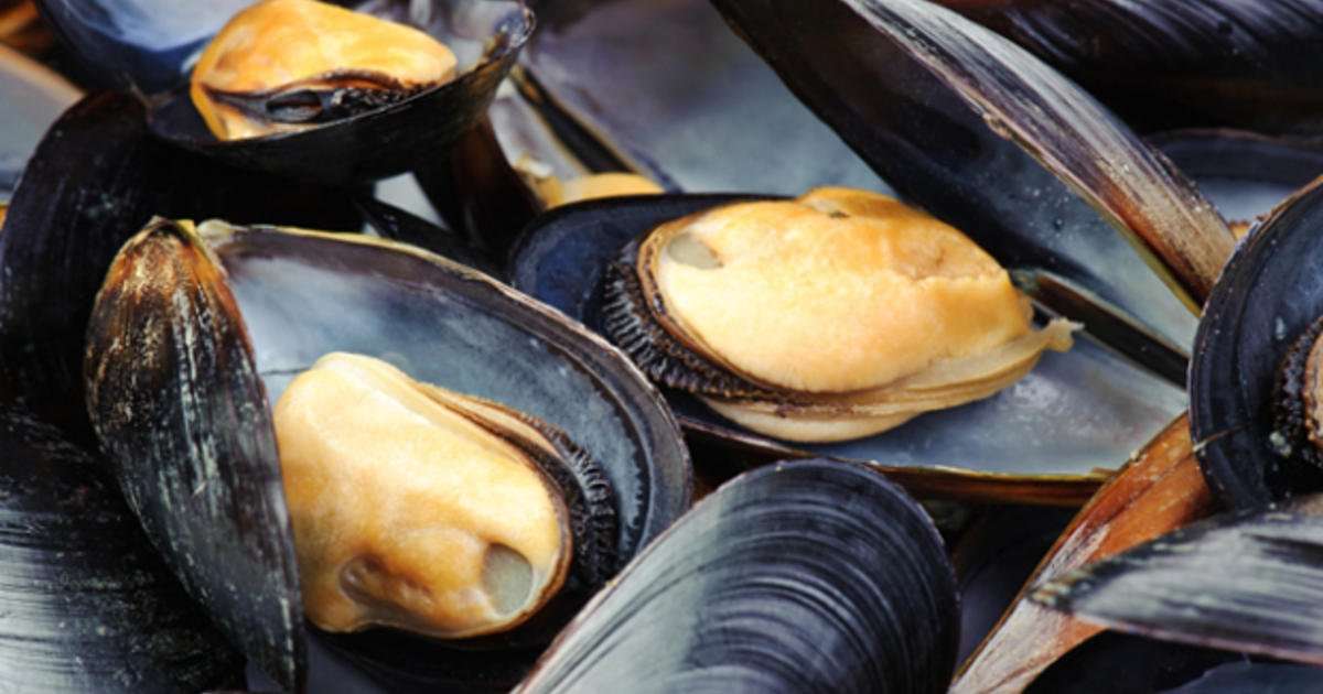 image for Mussels off the coast of Seattle test positive for opioids