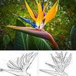 image for I'm 37 years old, and just today realized it's called bird of paradise because it looks like the left picture, not the right...