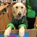 image for This dog works at pets at home and it's the best thing I've ever seen