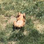 image for Too hot out...my dog turned into a rotisserie chicken.